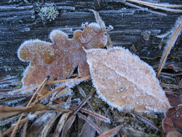 Laub Herbstlichen Wald Mit Raureif Bedeckt — Stockfoto