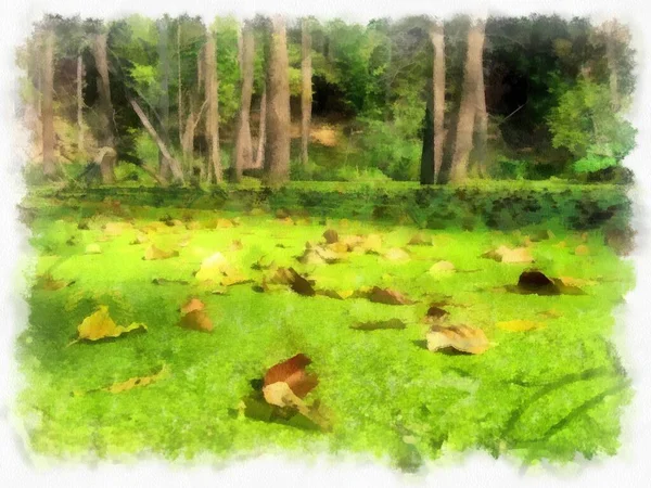 Sumpf Wald Das Wasser Ist Mit Grünem Entengras Blättern Bedeckt — Stockfoto