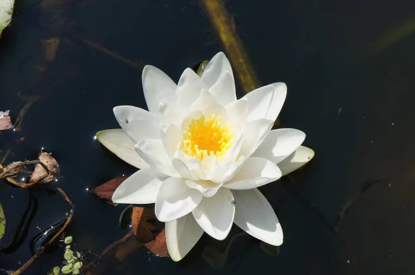 Lilienblüte Wächst Stauseen — Stockfoto