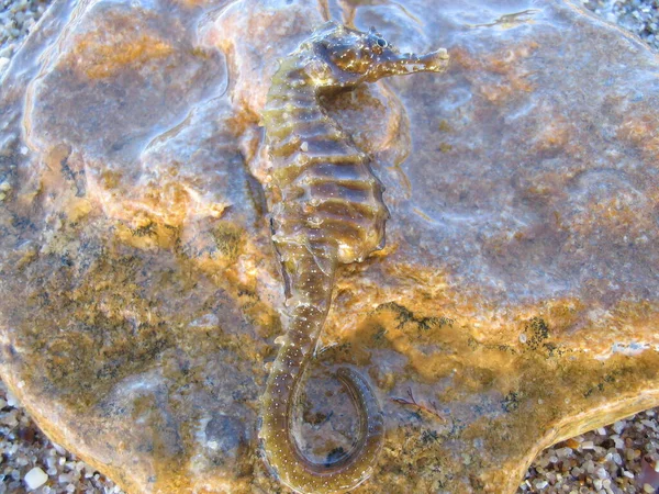 Das Seepferdchen Liegt Auf Einem Stein Aus Nächster Nähe — Stockfoto