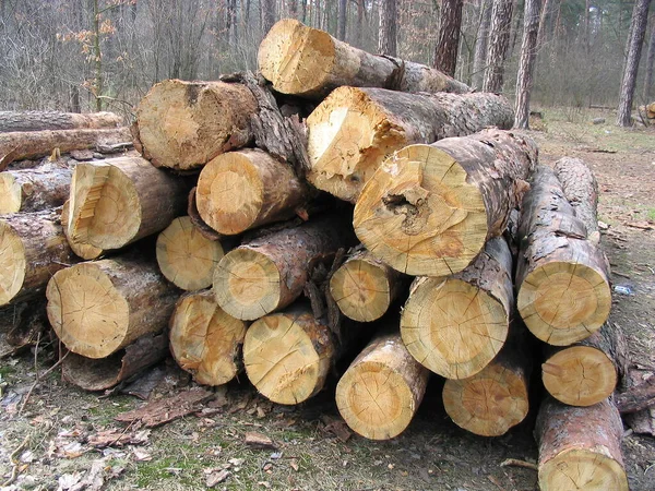 Uma Pilha Árvores Derrubadas Floresta — Fotografia de Stock
