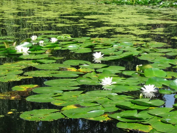 Landschaften Von Alexandria Park Belaya Tserkov Ukraine — Stockfoto