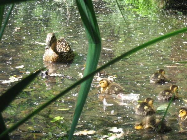 鸭和小鸭在湖中游泳 — 图库照片