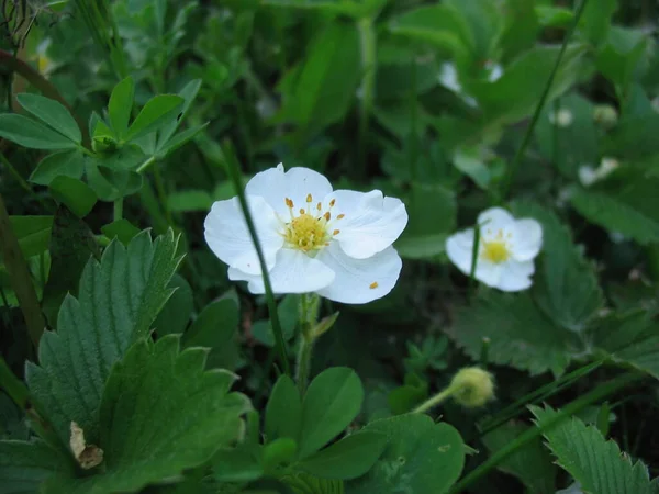 Fiori Nel Parco Primo Piano — Foto Stock