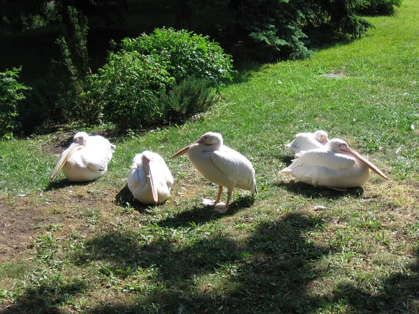 Pelicanos Zoológico Pelicanos Zoológico Kiev Ucrânia — Fotografia de Stock