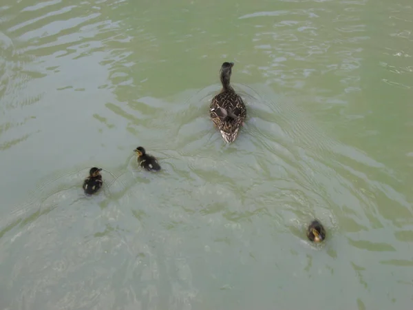 Pato Com Patinhos Pato Com Patinhos Zoológico Nada Lago Kiev — Fotografia de Stock