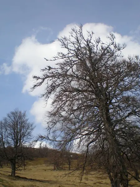 Krajina Karpat Ukrajina — Stock fotografie