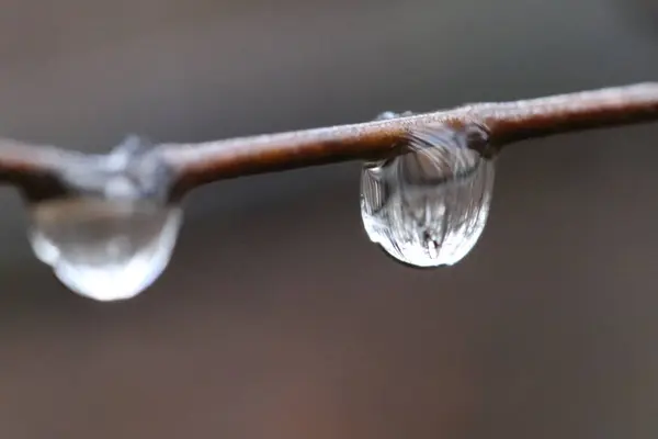 Gotas Chuva Galho Árvore — Fotografia de Stock