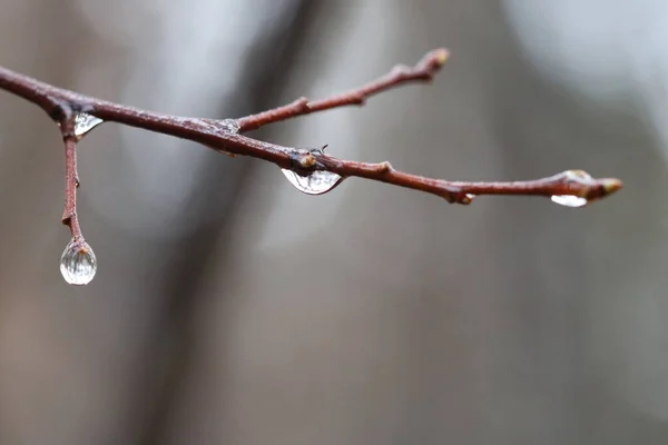 Gotas Lluvia Una Rama Árbol — Foto de Stock