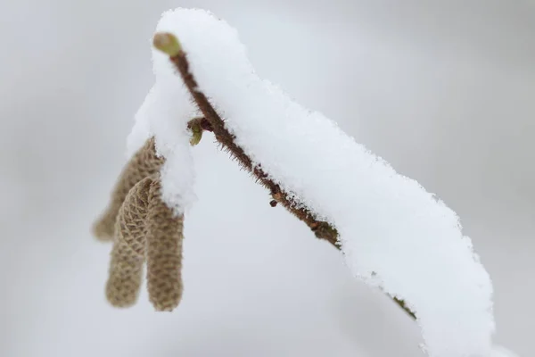 Neve Galho Árvore Floresta Inverno — Fotografia de Stock