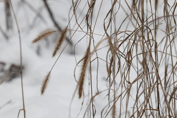 Trockenes Gras Winterwald — Stockfoto