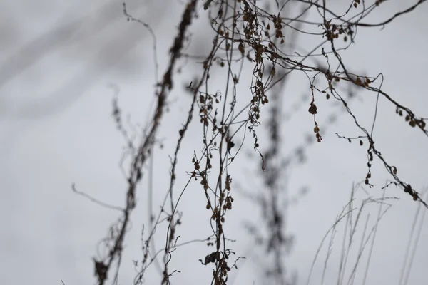 Суха Трава Зимовому Лісі — стокове фото