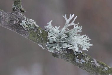 Kışın ağaç dalında kuru yosun..