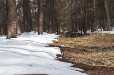 Güneşli bir günde kış ormanı manzarası.