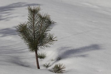 Ormanda karla kaplı küçük bir çam ağacı..