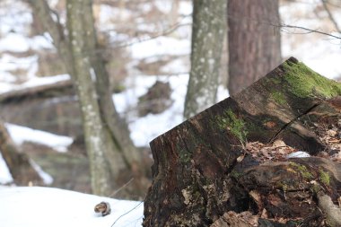 Kış mevsiminde orman manzaraları.