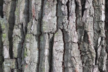 Çam kabuğu dokusu kapat.