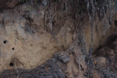 Mink böcekler ormandaki bir ağacın köklerinin altındaki kumda..