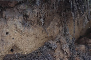 Mink böcekler ormandaki bir ağacın köklerinin altındaki kumda..