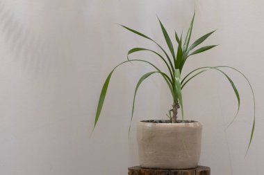 Işık duvarına karşı yeşil ev çiçeği.