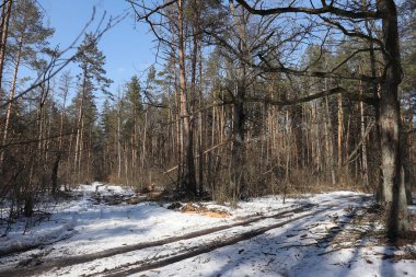 Güneşli bir bahar gününde güzel bir kış ormanı manzarası. 