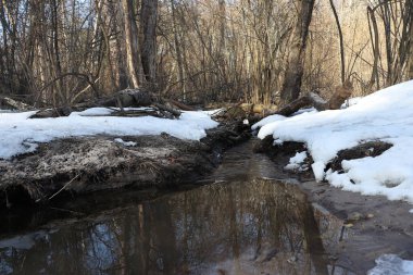 Güneşli bir bahar gününde güzel bir kış ormanı manzarası. 