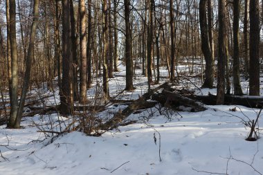 Güneşli bir bahar gününde güzel bir kış ormanı manzarası. 