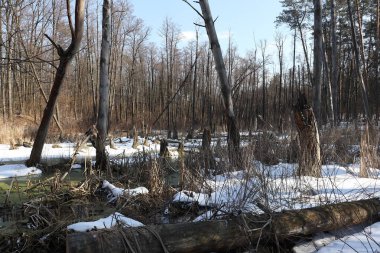 Güneşli bir bahar gününde güzel bir kış ormanı manzarası. 