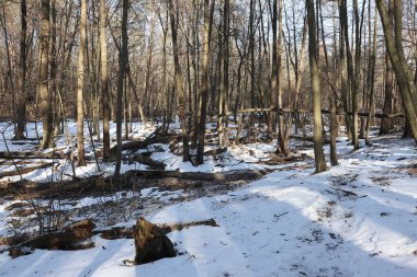 Güneşli bir bahar gününde güzel bir kış ormanı manzarası. 