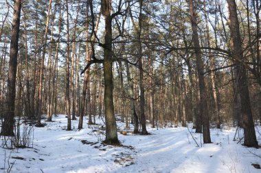 Güneşli bir bahar gününde güzel bir kış ormanı manzarası. 
