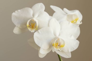 Koyu arkaplanda güzel beyaz orkide.