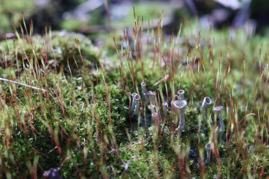 Genç yeşil-kırmızı yosun büyümeye başlıyor İlkbaharda ormanda. 