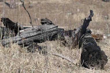 Ormanda kömürleşmiş bir ağaç. Ormandaki yangından sonra yanmış ağaç.. 