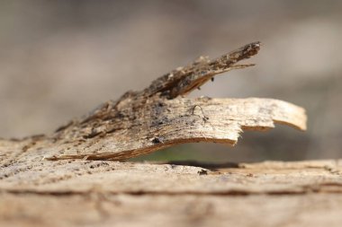 Eski bir ağacın kıymığı. Ormanda çürümüş bir odun parçası. 