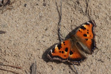 Çok güzel renkli bir kelebek güneşin sıcacık ışınlarında güneşleniyor.. 