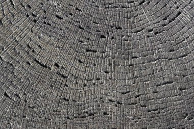 Bir ağacın eski koyu kesiminin dokusu.. 