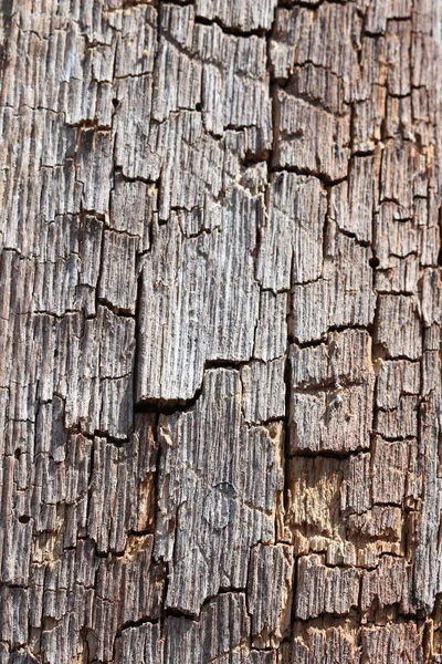 The texture of an old cracked tree in the forest. Rotten tree.