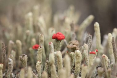 Ormandaki yaşlı bir ağacın üzerindeki yosun şeklinde çok küçük mantarlar..