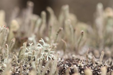 Ormandaki yaşlı bir ağacın üzerindeki yosun şeklinde çok küçük mantarlar..