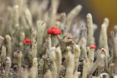 Ormandaki yaşlı bir ağacın üzerindeki yosun şeklinde çok küçük mantarlar..