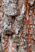 Struktura kůry borovice v lese. 
