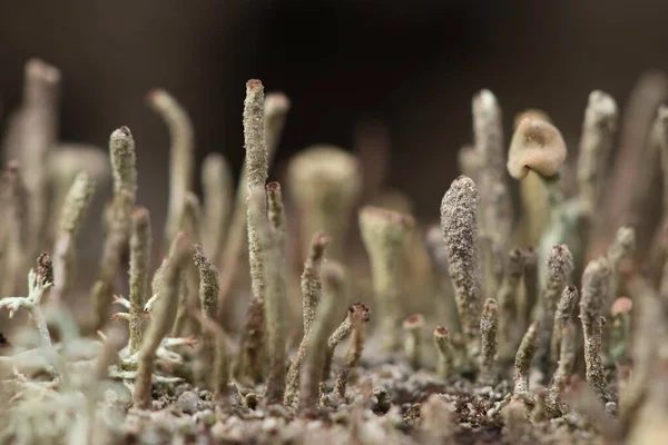 Cogumelos Muito Pequenos Forma Musgo Uma Árvore Velha Floresta — Fotografia de Stock