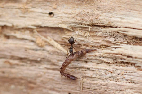 Formiga Arrasta Presa Para Formigueiro Formiga Retorna Caça — Fotografia de Stock