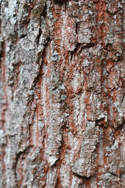 Textura Casca Pinheiro Floresta — Fotografia de Stock