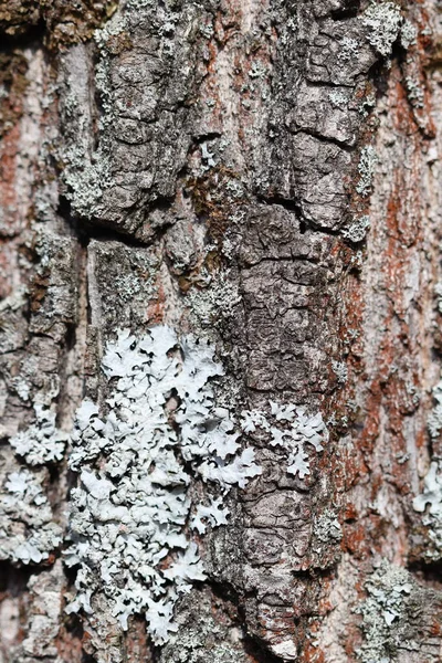 Konsistensen Barken Från Ett Tallar Skogen — Stockfoto