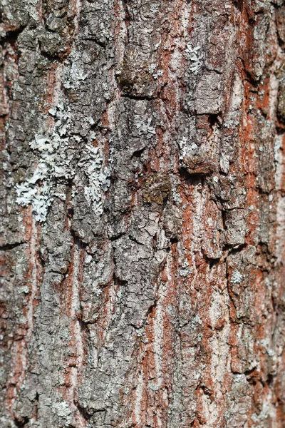 Textura Casca Pinheiro Floresta — Fotografia de Stock