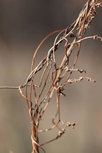 森の中の木に植物を登るの乾燥した茎 乾燥した茎の束 — ストック写真