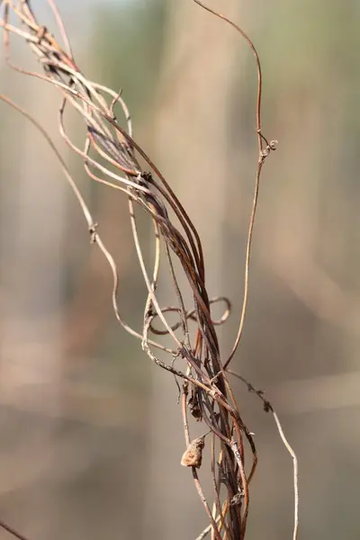 Tiges Sèches Plantes Grimpantes Dans Les Arbres Forêt Tas Tiges — Photo