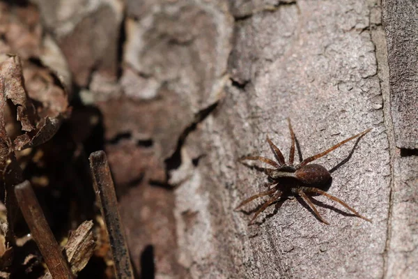 Pequeña Araña Corteza Árbol Bosque —  Fotos de Stock