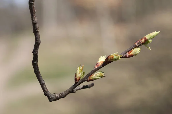 In the spring, the buds of the plants blossomed. Young leaves appeared on plants in the forest.